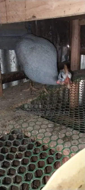 Lavender Guinea Fowl (Kanga) Mature Males