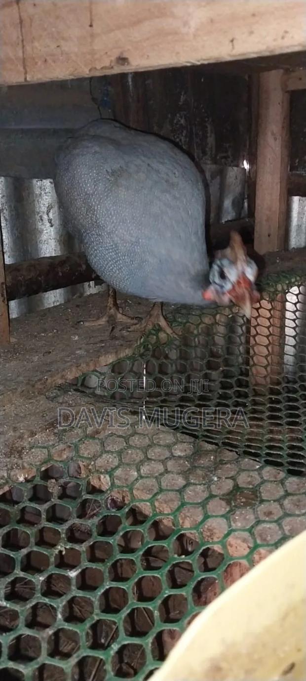 Lavender Guinea Fowl (Kanga) Mature Males - thumbnail 2