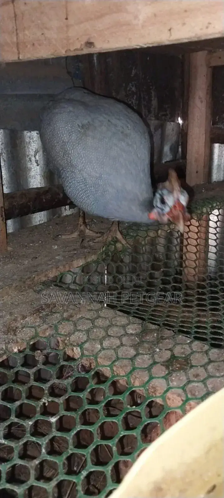 Lavender Guinea Fowl (Kanga) Mature Males