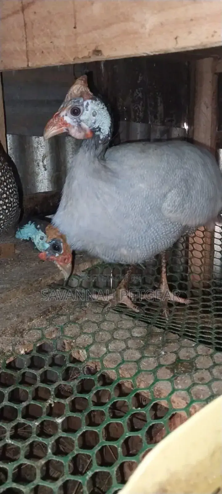 Lavender Guinea Fowl (Kanga) Mature Males