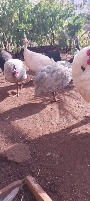 Lavender Guinea Fowl (Kanga) Mature Males