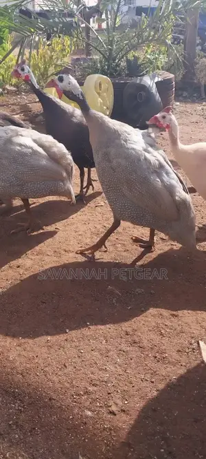 Lavender Guinea Fowl (Kanga) Mature Males