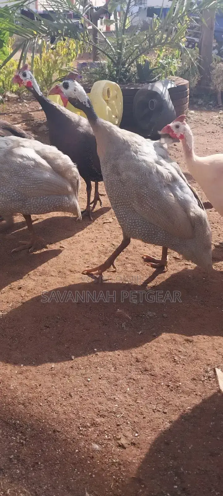 Lavender Guinea Fowl (Kanga) Mature Males