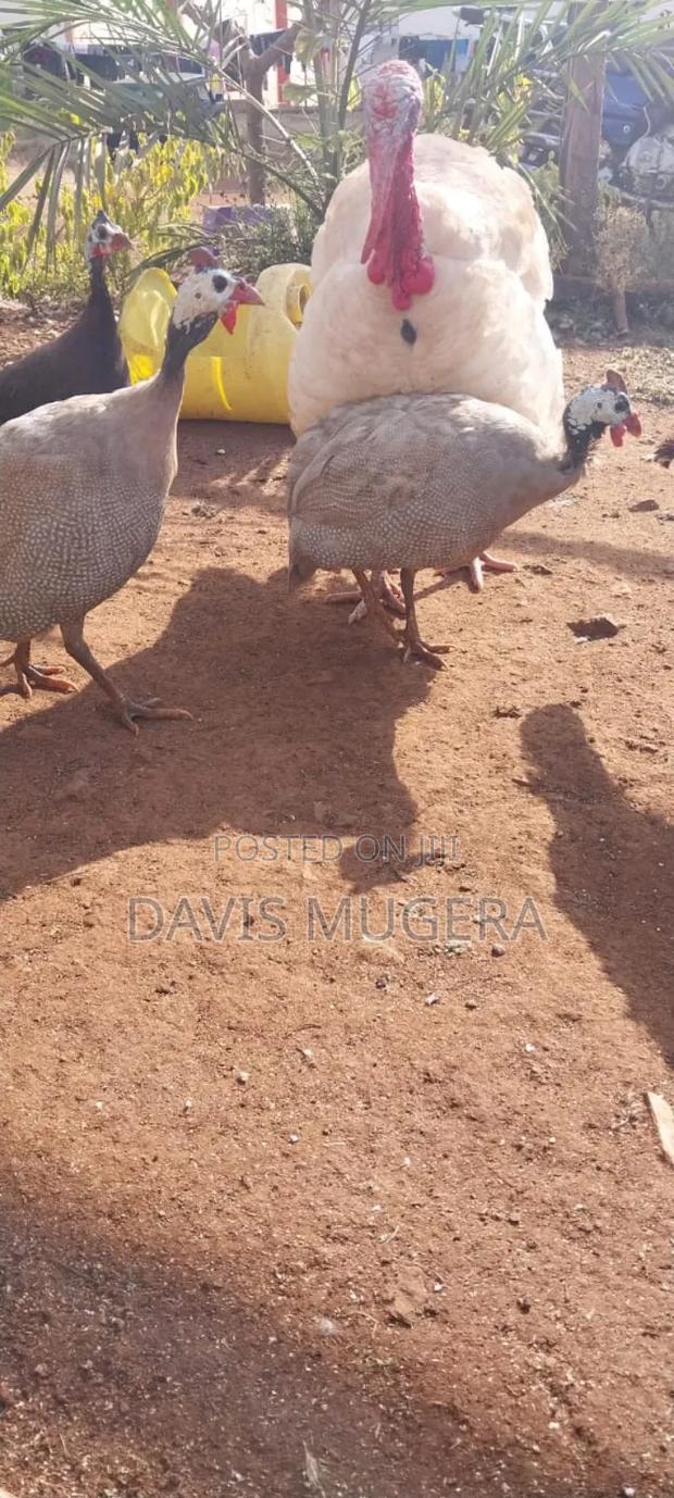 Lavender Guinea Fowl (Kanga) Mature Males - thumbnail 6