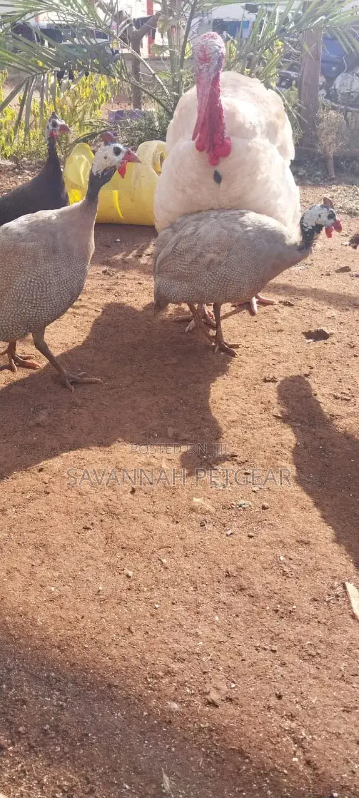 Lavender Guinea Fowl (Kanga) Mature Males