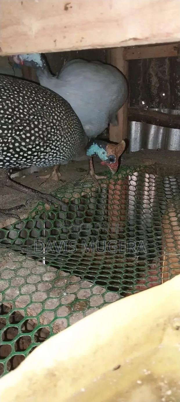 Lavender Guinea Fowl (Kanga) Mature Males - thumbnail 7