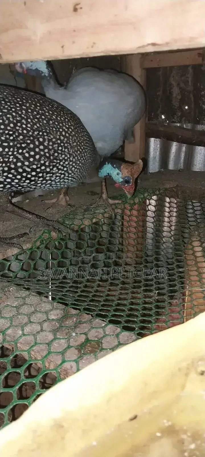Lavender Guinea Fowl (Kanga) Mature Males