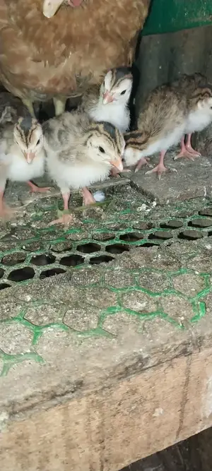 White Chested Kanga Guinea Fowl Keets (Chicks) For Sale