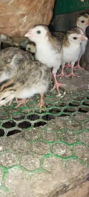 White Chested Kanga Guinea Fowl Keets (Chicks) For Sale