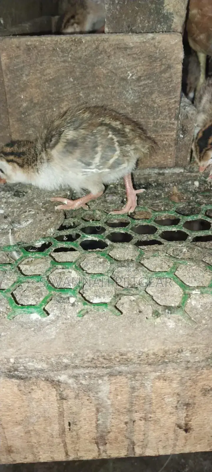 White Chested Kanga Guinea Fowl Keets (Chicks) For Sale