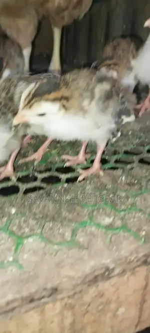 White Chested Kanga Guinea Fowl Keets (Chicks) For Sale