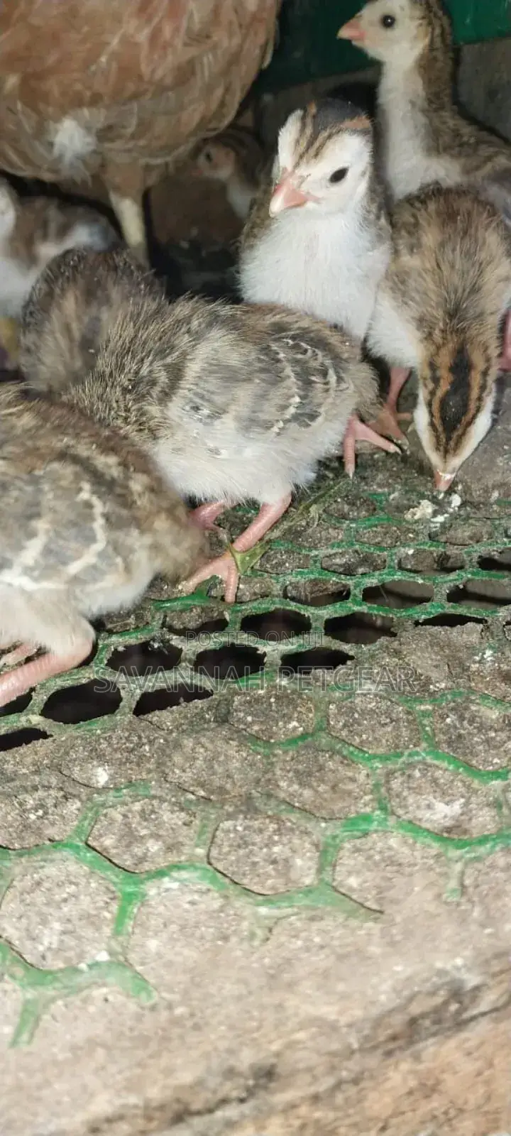 White Chested Kanga Guinea Fowl Keets (Chicks) For Sale