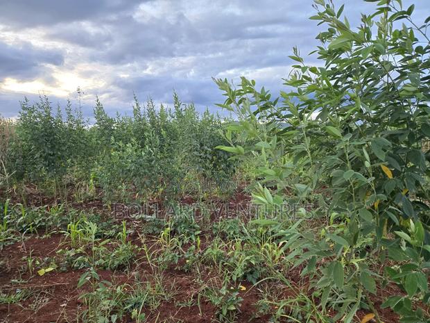 Land on Sale - thumbnail 6