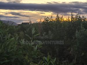 Land for Sale - thumbnail 2