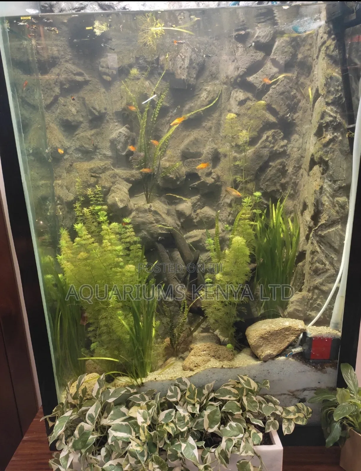 Aquarium Live Plants  Variety