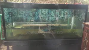 Cleaning and Aquarium Maintenance Experts