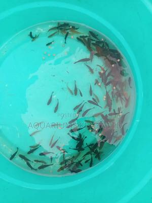 Fengshui Black Mollies - thumbnail 2