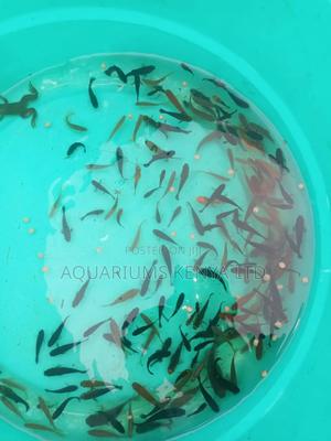 Black Fish: Black Mollies - thumbnail 2