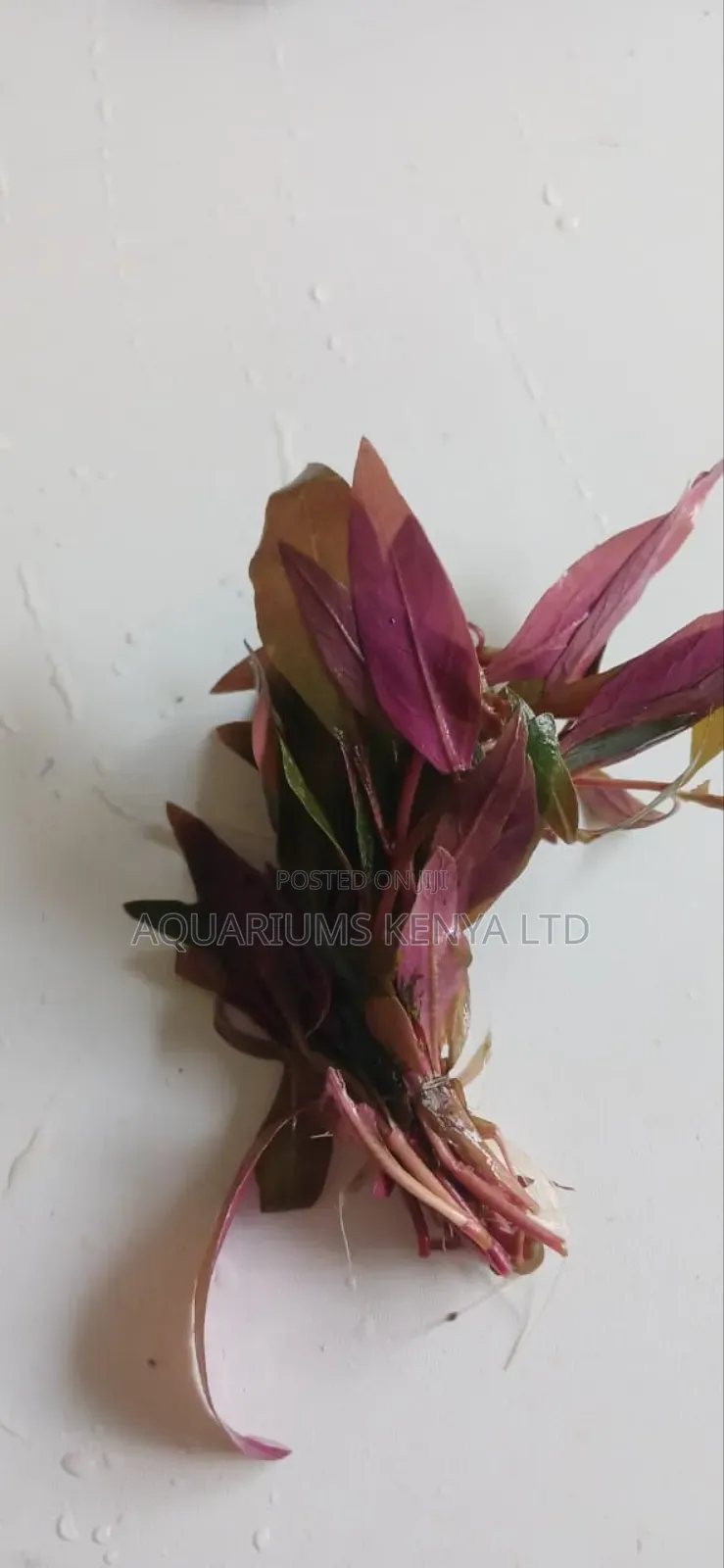 Dwarf Parrot Leaf, Aquarium Live Plants