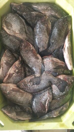 Fish Wholesale Price - thumbnail 2