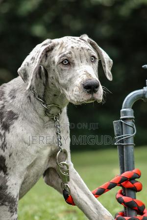 3-6 months Male Purebred Great Dane - main view