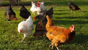 Live Dressed Kienyeji Chicken