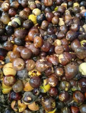 Avocado Seeds