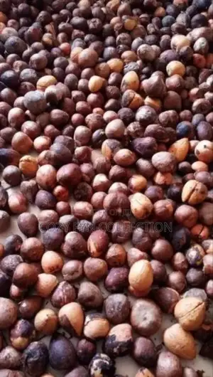 Avocado Seeds