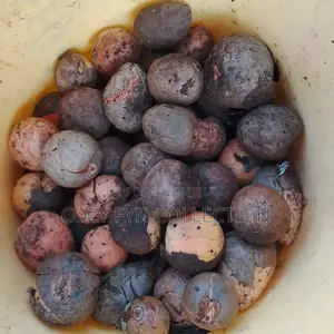 Avocado Seeds