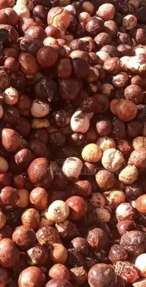 Avocado Seeds