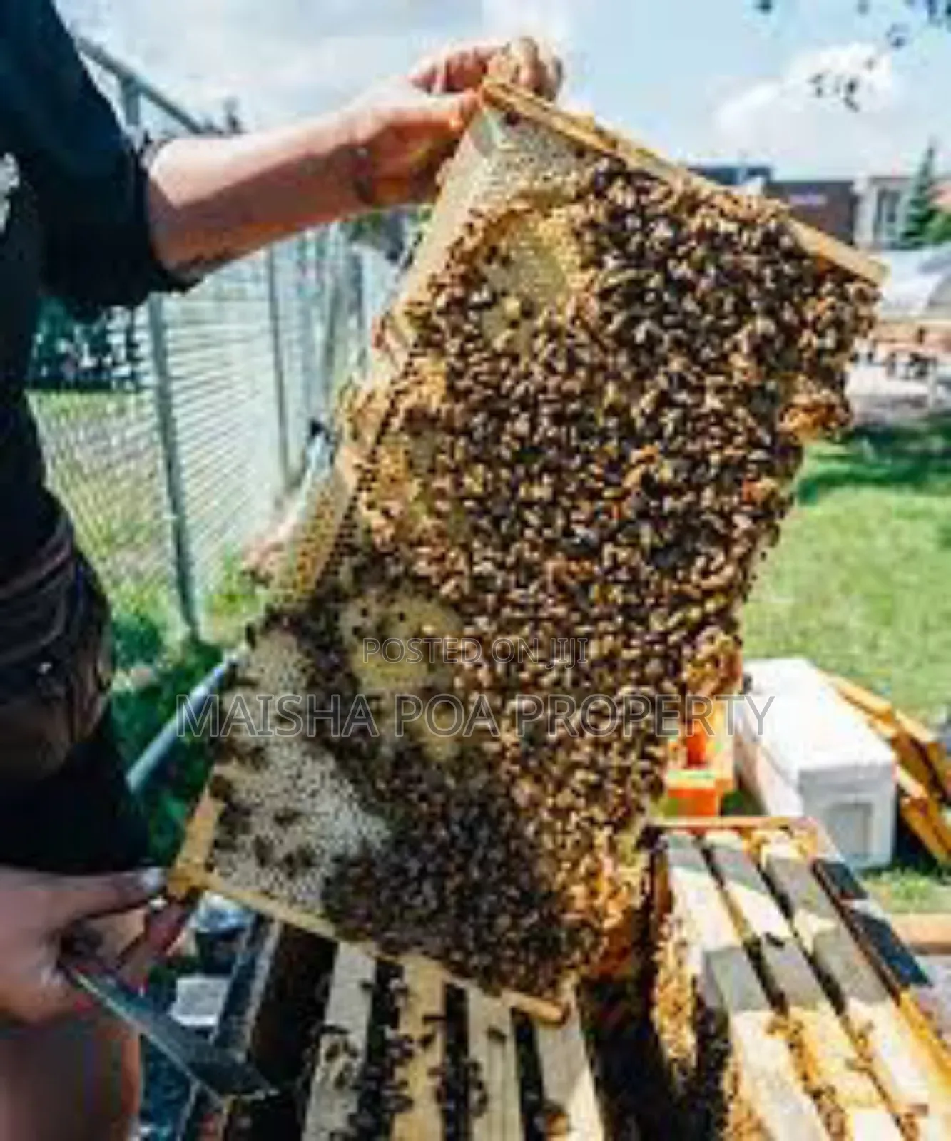 Modern Bee Hives
