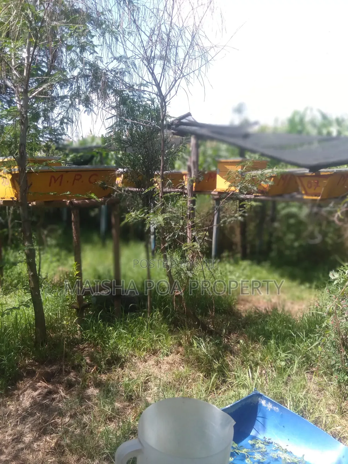 Modern Bee Hives