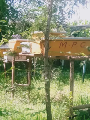 Modern Bee Hives