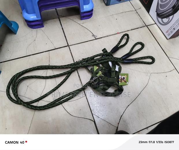 Dog Leash and Harness - main view