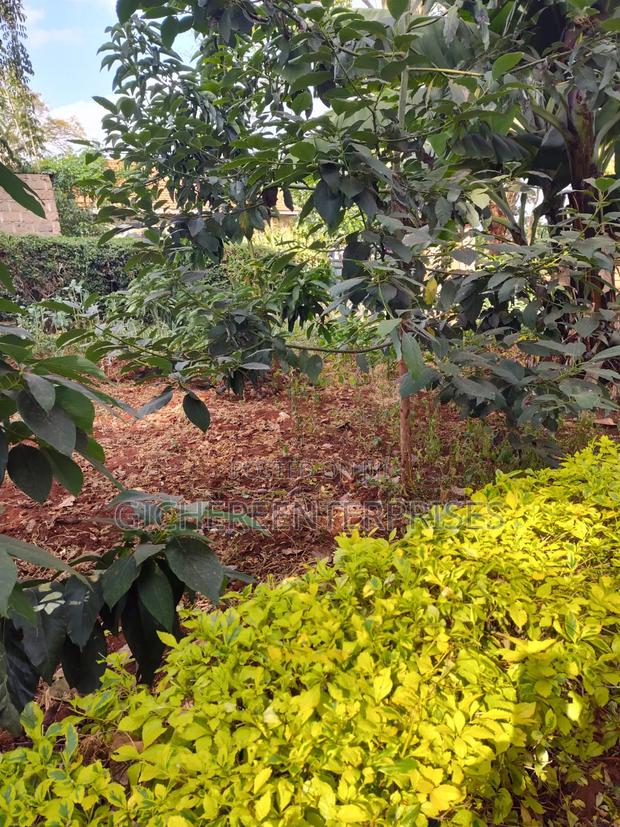 Thika Blue Post - thumbnail 5