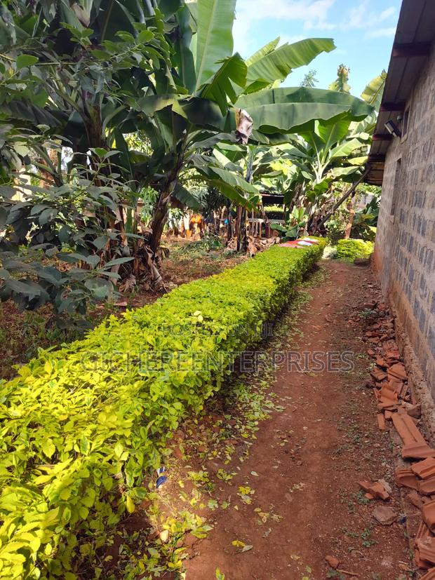 Thika Blue Post - thumbnail 6