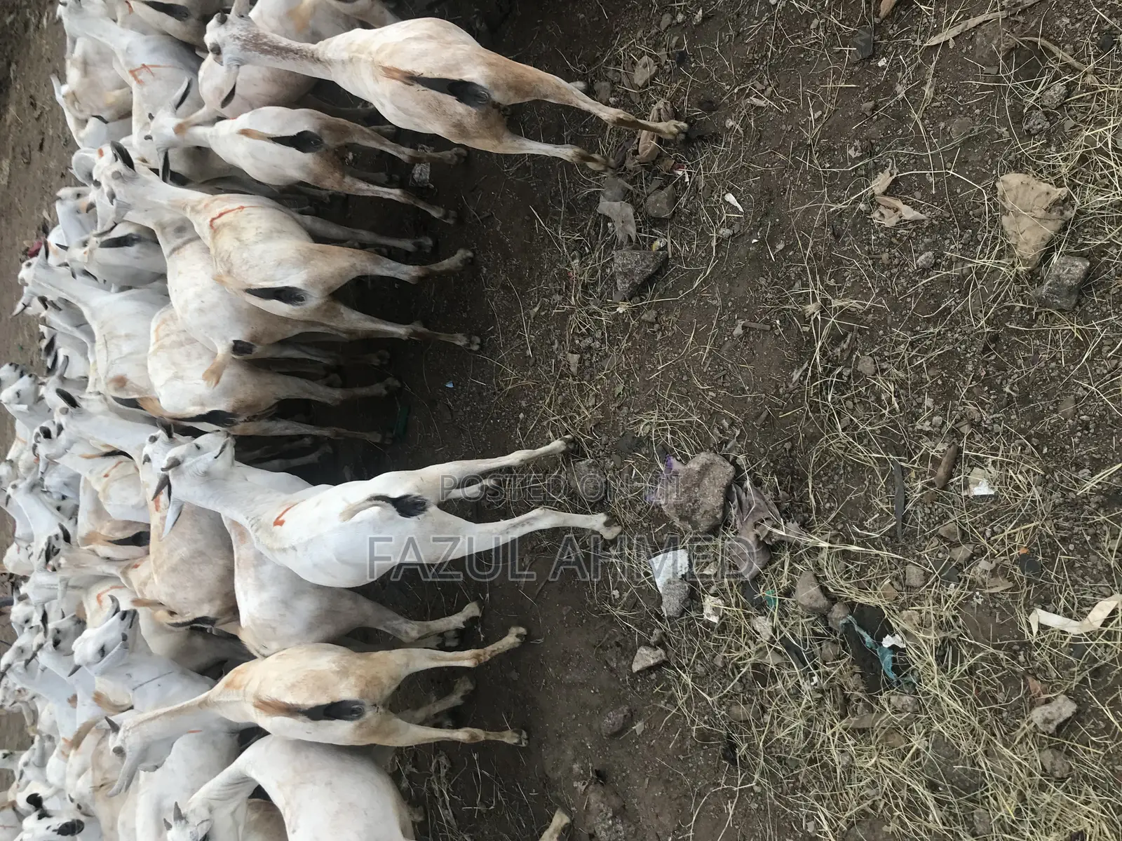 Best Somali Goats