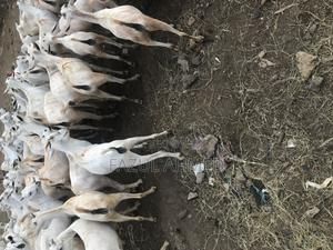 Best Somali Goats - thumbnail 2