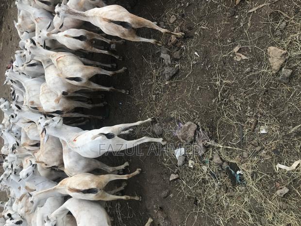 Best Somali Goats - main view