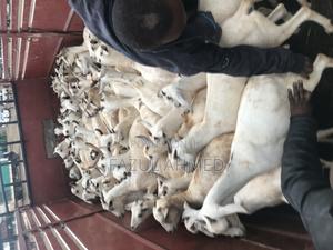 White Somali Goats for Breeding - thumbnail 2