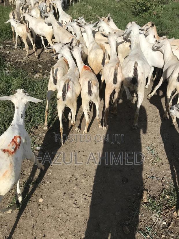 Somali Goats From Northeastern - main view