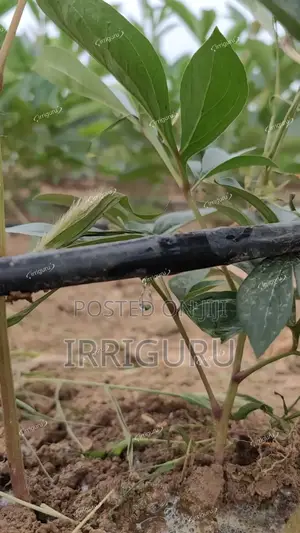 Dripline 15cm, 0.3mm