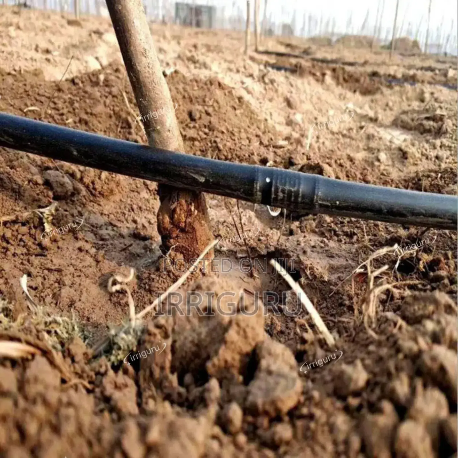 Drip Irrigation Bent