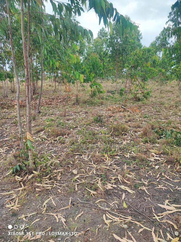 15 Acres Kisaju With Mature Blue Gum Trees. - thumbnail 5