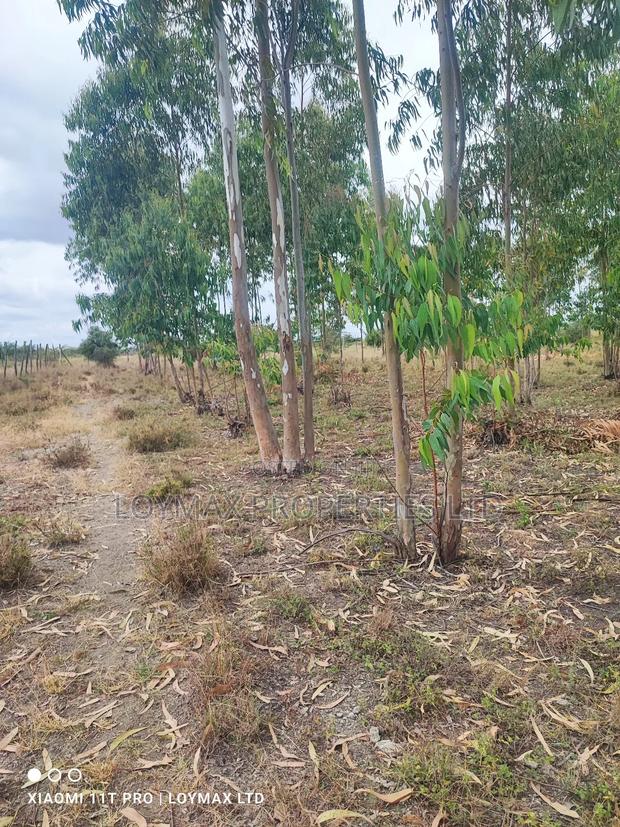 15 Acres Kisaju With Mature Blue Gum Trees. - thumbnail 6