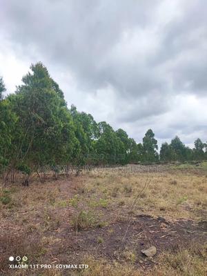 15 Acres Kisaju With Mature Blue Gum Trees. - thumbnail 2