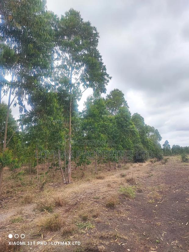 15 Acres Kisaju With Mature Blue Gum Trees. - thumbnail 3