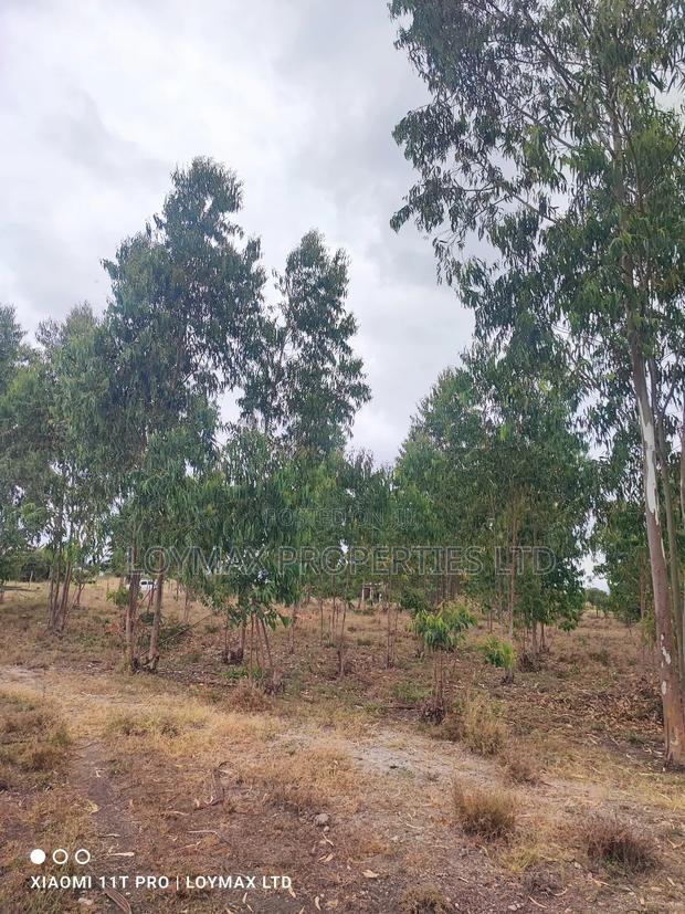 15 Acres Kisaju With Mature Blue Gum Trees. - thumbnail 11
