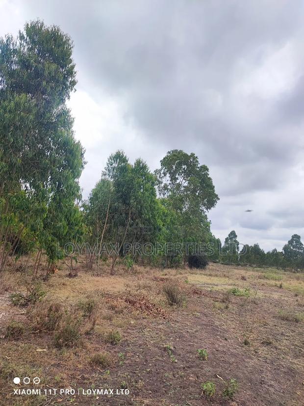 15 Acres Kisaju With Mature Blue Gum Trees. - thumbnail 13
