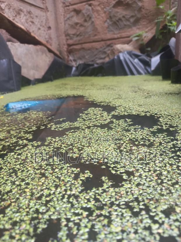 Duckweed (Lemna Minor) - thumbnail 4